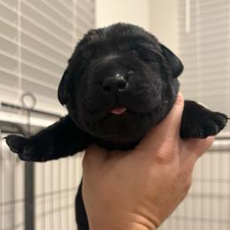 Silver boy - Black male Labrador Retriever puppy in Menifee, California from The Golden Leash Kennels