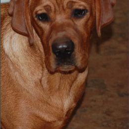 Labrador Retriever All Grown Up from Marquis Labradors