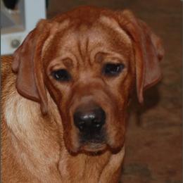 Labrador Retriever All Grown Up from Marquis Labradors