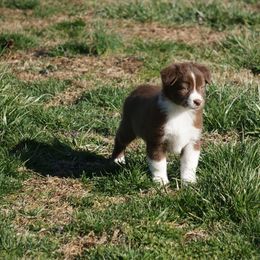 Australian Shepherd and Miniature Australian Shepherd Puppies from Gleiming Stars Aussie