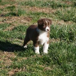 Australian Shepherd and Miniature Australian Shepherd Puppies from Gleiming Stars Aussie