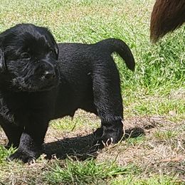 Boy 2 - Black Labrador Retriever puppy in Andrews, South Carolina from Leyland Cypress Retrievers