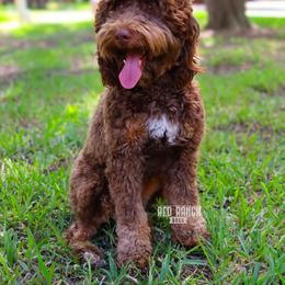 Sylvee - Bernedoodle