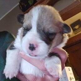 Rex - Red male Pembroke Welsh Corgi puppy in Walnut, Iowa from Michelle's House of Corgi's
