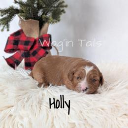 Holly - Red female Cavapoo puppy in Amboy, Indiana from Wag'in Tails