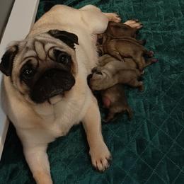 Girl 3 - Fawn female Pug puppy in Saint Helens, Oregon from Ebert Golden Retrievers & Pugs