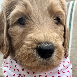 Boy 1 - Goldendoodle puppy in St. Lucie, Florida from A Doodle Life, LLC