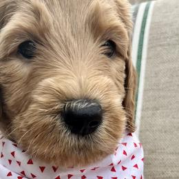 Boy 1 - Goldendoodle puppy in St. Lucie, Florida from A Doodle Life, LLC