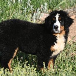 Bernese Mountain Dog puppies from Grateful Bernese & Gage's Goldens