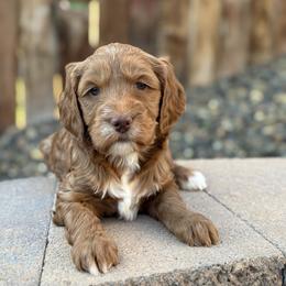 Dimond - Red  female Goldendoodle puppy in Twin Falls, Idaho from Magic Valley Family Doodles