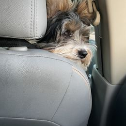 Biewer Terrier Puppies from Southern Star Biewers