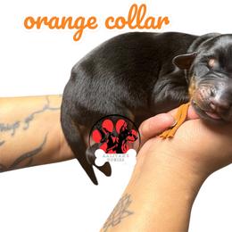 Orange collar - Black and rust male Doberman Pinscher puppy in Canton, Ohio from Aaliyah’s Dobies