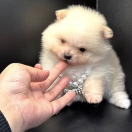 Pomeranian Puppies from Uniquepombabies