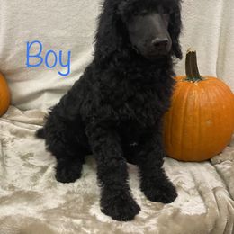 Poodle Puppies from Marion Standard Poodles