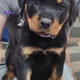 Pulan - Black and mahogany female Rottweiler puppy in Tangent, Oregon from Raya's Royals