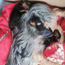 Yorkshire Terrier puppies from Angie's Yorkies