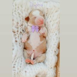 Daphne - Red  female Goldendoodle puppy in Rio Linda, California from GoldendoodlePaw