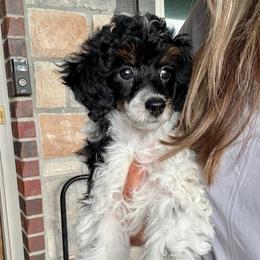 Hans - Black male Poodle puppy in Sperry, Oklahoma from PuppyLove Poodles
