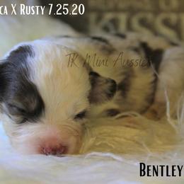 Miniature Australian Shepherd and Toy Australian Shepherd Puppies from TK Mini & Toy Aussies