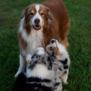 Australian Shepherd