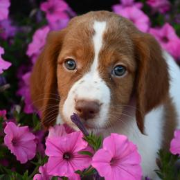 Teddy - Orange and white male Brittany puppy in Hollidaysburg, Pennsylvania from Royal Flush Farms