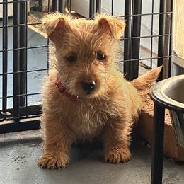 Scottish Terrier Puppies from Rocket's West Texas Scottish Terriers (WTX ST)