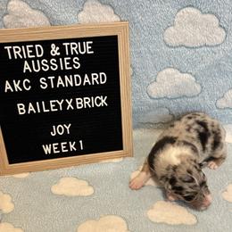 Blue Merle F2 - Blue merle female Australian Shepherd puppy in Cotati, California from Tried and True Aussies