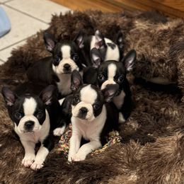 Boston Terrier Puppies from Benders Boston’s