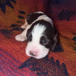 Felix - Liver and white male English Springer Spaniel puppy in Liverpool, Pennsylvania from Breezy Acres Stock & Sporting Dogs