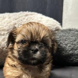 Buttercup - Sable female Shih Tzu puppy in Azusa, California from RJ Shih Tzu lover