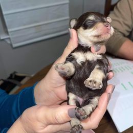 Miniature Schnauzer Puppies from Virgil Farms