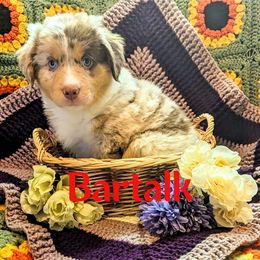 Australian Shepherd Puppies from Sage House Pups