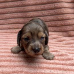 Rain - Dapple male Dachshund puppy in Mc Donough, Georgia from L & J Kennel