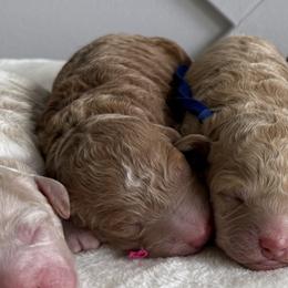 Tater - Red  female Goldendoodle puppy in Stratford, New Jersey from Meadow Lark Doodles