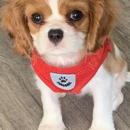 Cavalier King Charles Spaniel and Havanese Puppies from Harlequin Havanese