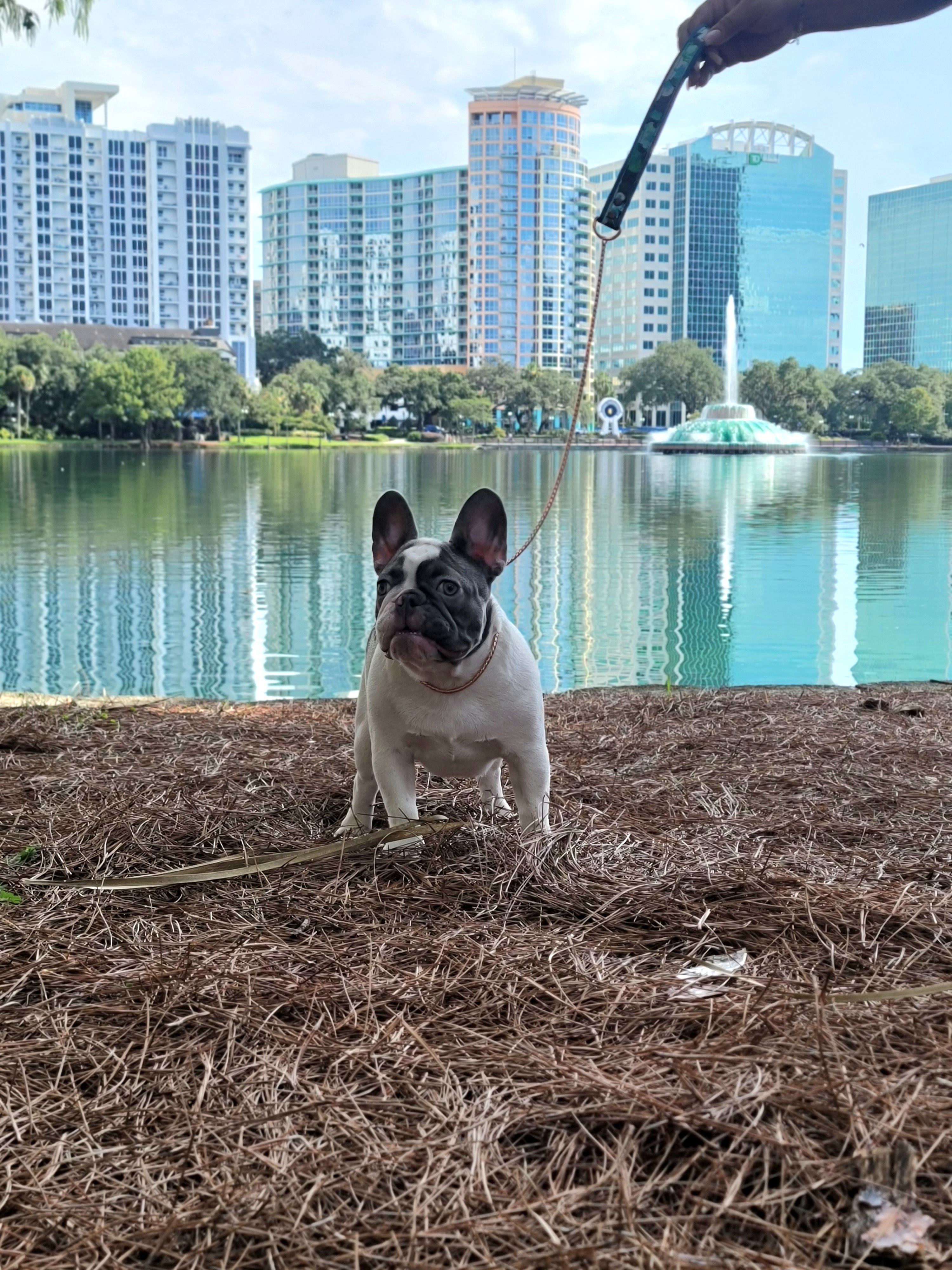 LOVE - French Bulldog puppy in Orlando, Florida from Phenomenal Frenchies