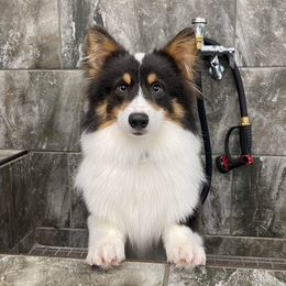 Ace - Pembroke Welsh Corgi