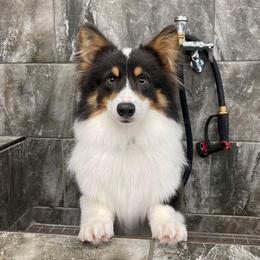 Ace - Pembroke Welsh Corgi
