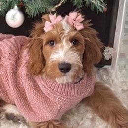 Goldendoodles from Island Doodle Co. - Goldendoodles Raised with Love