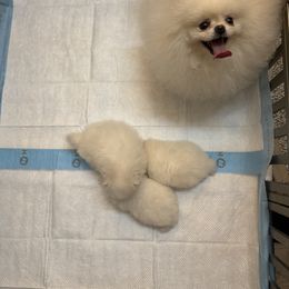 Pomeranian Puppies from Pomeraniaboston