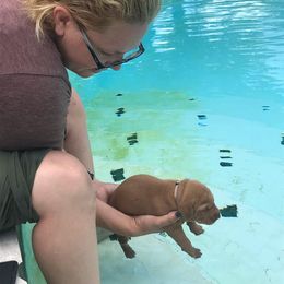 Vizsla Puppies from Virag Vizsla
