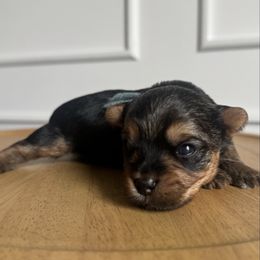 Macchiato - Black and tan male Yorkshire Terrier puppy in Columbus, Ohio from Elaine’s Yorkies