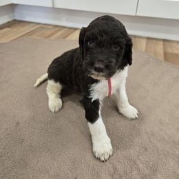 Cookie - female Newfypoo puppy in Mckenzie, Tennessee from Small Town Doodles & Poodles