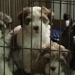 Havanese from Hi Ti Havanese