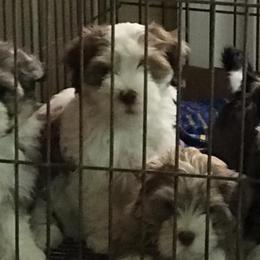 Havanese from Hi Ti Havanese