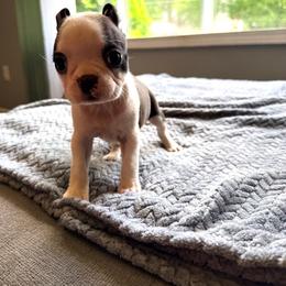 Kyra - Black brindle and white female Boston Terrier puppy in Kentucky from Graceful Paws