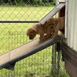 Jack Russell Terrier and Labrador Retriever Puppies from Canine Assist