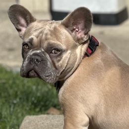 Matilda - French Bulldog