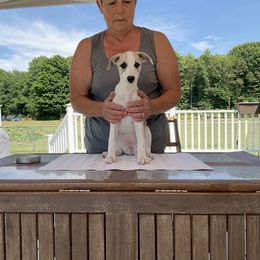 Whippet Puppies from Haven Whippets