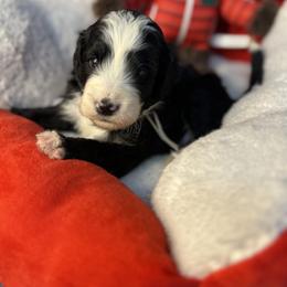 Everest, White Collar - Black and white male Bernedoodle puppy in Lake Panasoffkee, Florida from Donnas Deluxe Doodles LLC